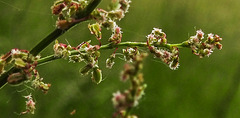 20210606 0549CPw [D~LIP] Wiesen-Sauerampfer (Rumex acetosa), UWZ, Bad Salzuflen