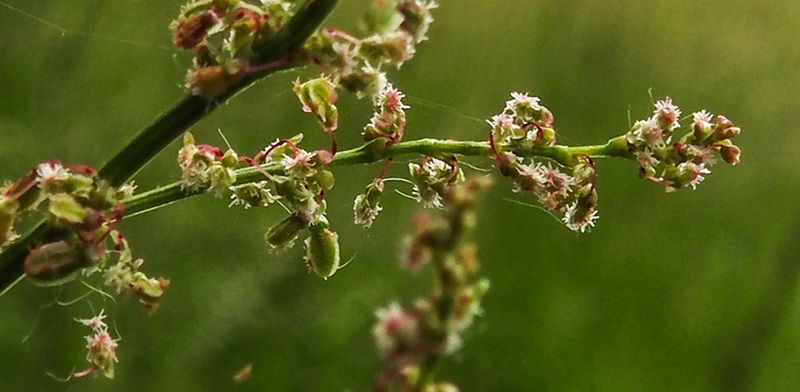 20210606 0549CPw [D~LIP] Wiesen-Sauerampfer (Rumex acetosa), UWZ, Bad Salzuflen