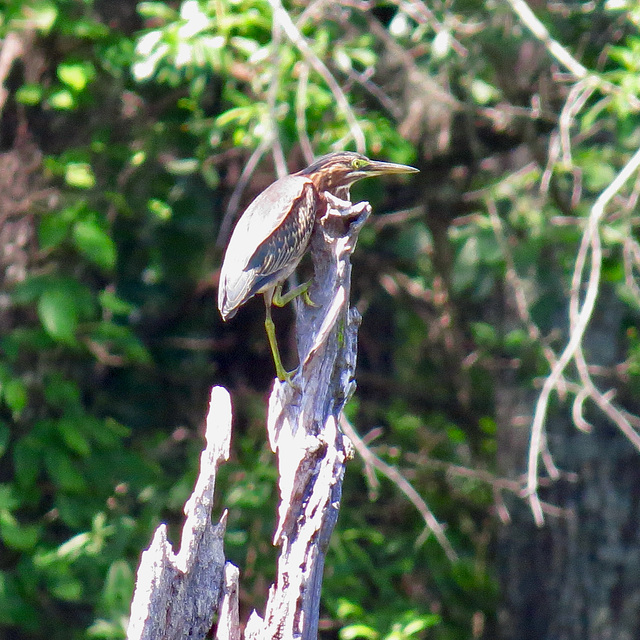 Green heron