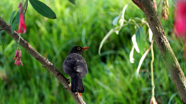 DSC00628a