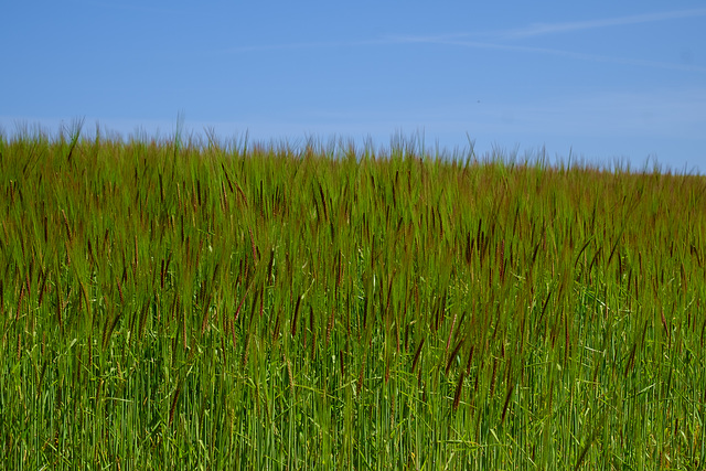 wheat field