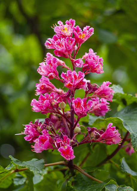 Red-Horse Chestnut Blossom