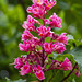 Red-Horse Chestnut Blossom