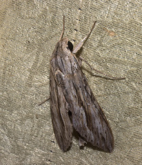 IMG 2782-CR3 DxO DeepPRIME -1Mothv4