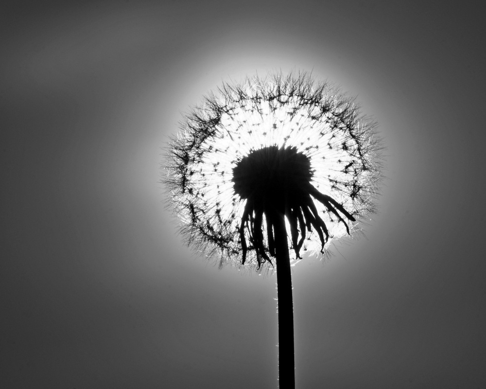 22 avril, jour de la Terre-april 22, Earth day