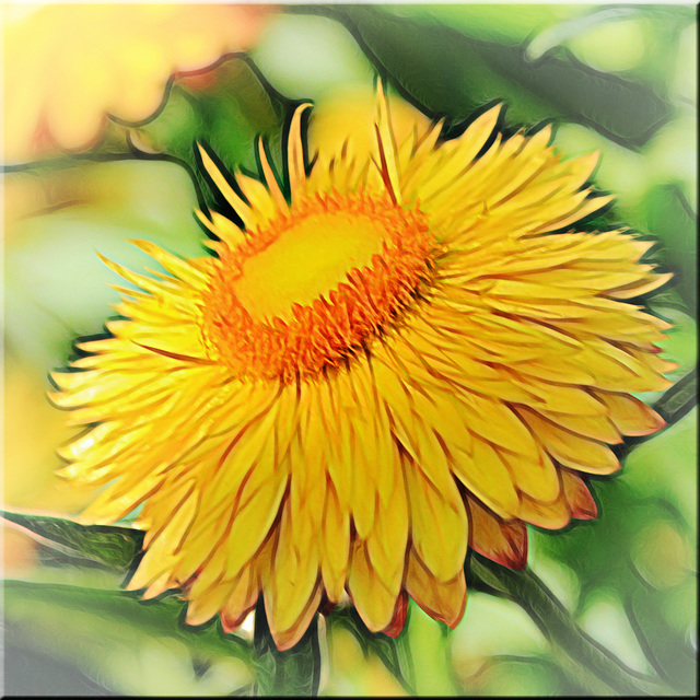 Strawflower