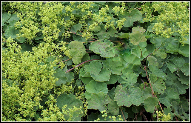 Alchemilla mollis   (5)