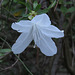 White azalea