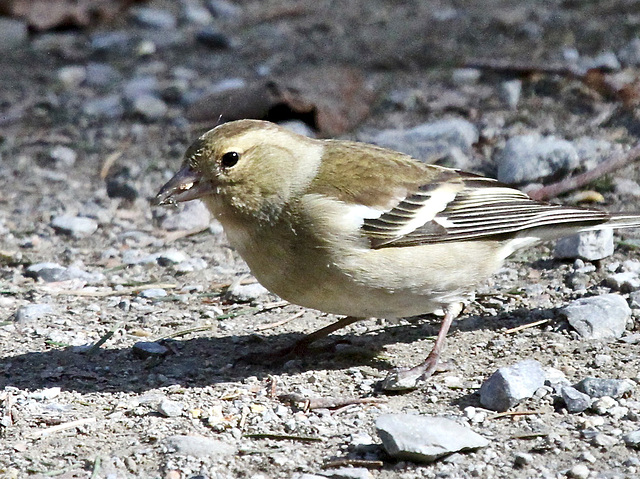 Ein Sperling oder Spatz.