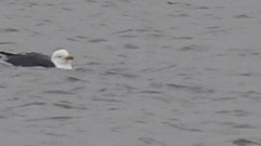 20180403 3349CP~V [D~AUR] Heringsmöwe (Larus fuscus), Leybuchtsiel, Greetsiel