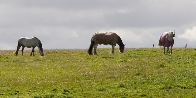 Horizon horses