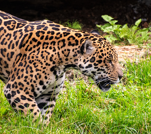 Jaguar