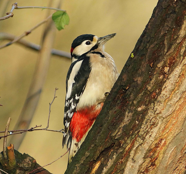 Great Spotted Woodpecker