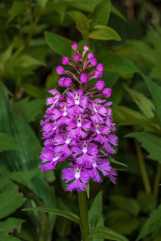 Platanthera grandiflora (Large Purple Fringed orchid)