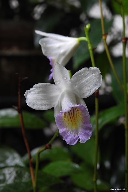 20201014-9188 Arundina graminifolia (D.Don) Hochr.