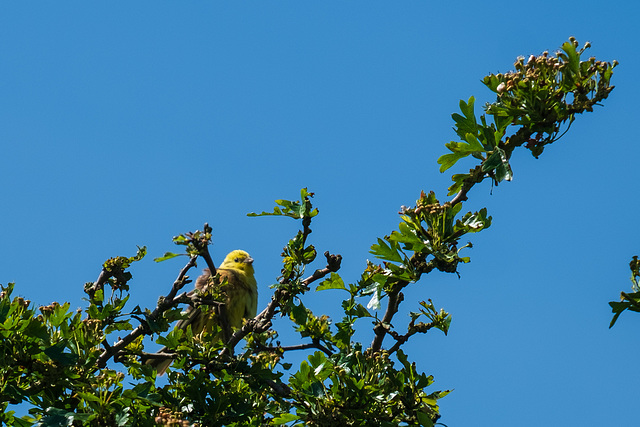 Yellowhammer