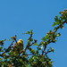 Yellowhammer