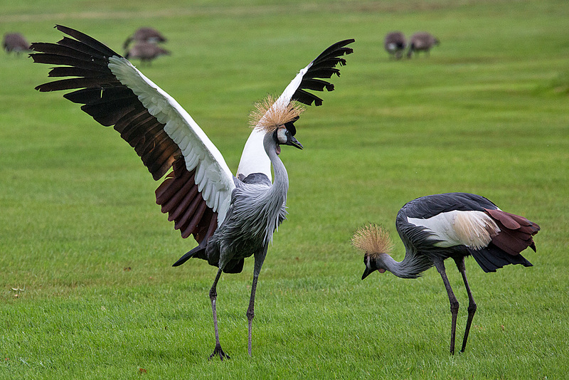20140926 5432VRAw [D~SFA] Kronenkranich, Vogelpark, Walsrode