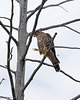 faucon émérillon/Merlin
