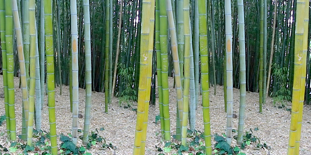 LA County Arboretum bamboo stereoscopy 1