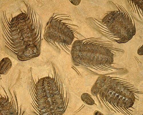 ROM Trilobites Dec 2016 DSC 2379