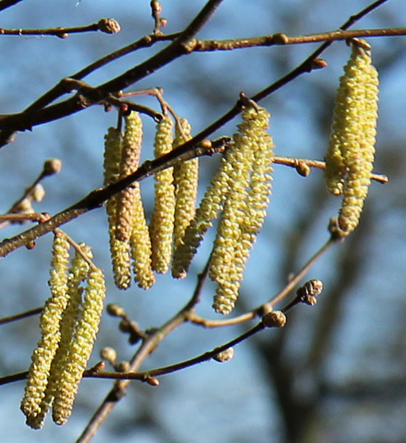 Catkins