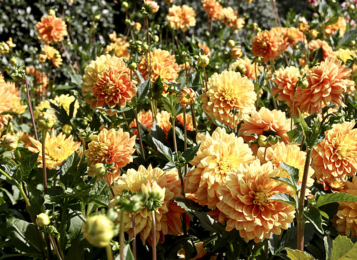 Dahlien