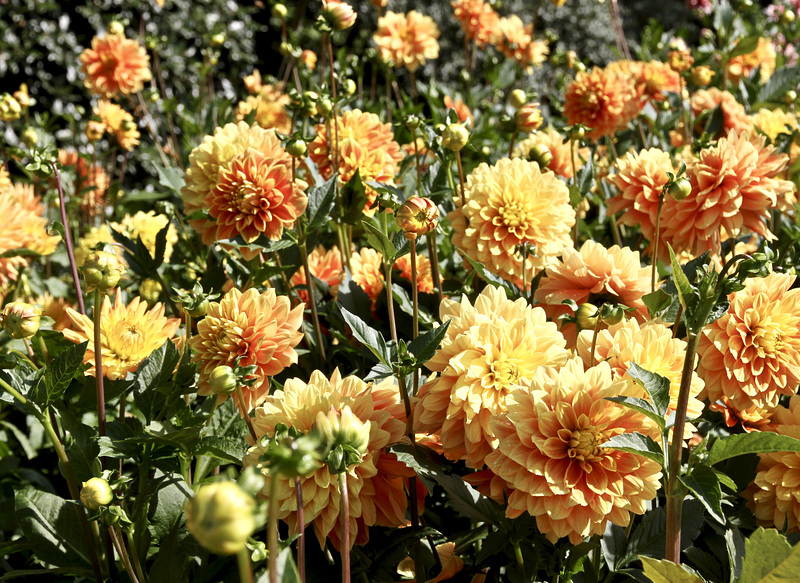 Dahlien