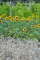 Landwirtschaft in Kleinformat, vorne Getreide dann Sonnenblumen, und dahinter Rebbau. An der IGS 2013