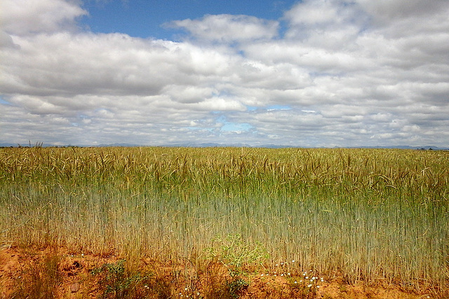 Paysage, Castille-et-Leon (Espagne)