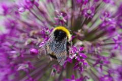 Allium and bumble bee
