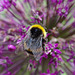 Allium and bumble bee
