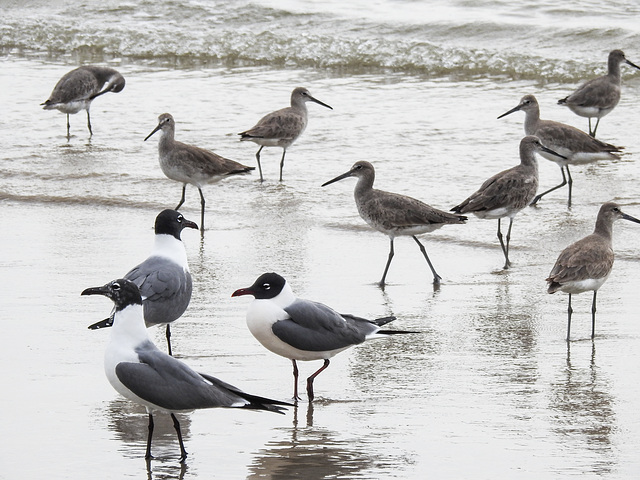 Day 4, Laughing Gulls & Willets, Mustang Island