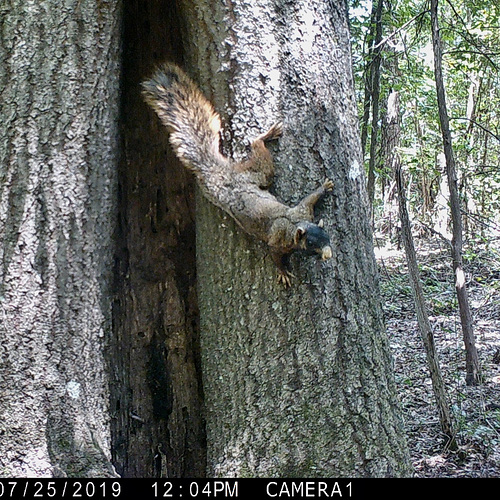 Fox squirrel