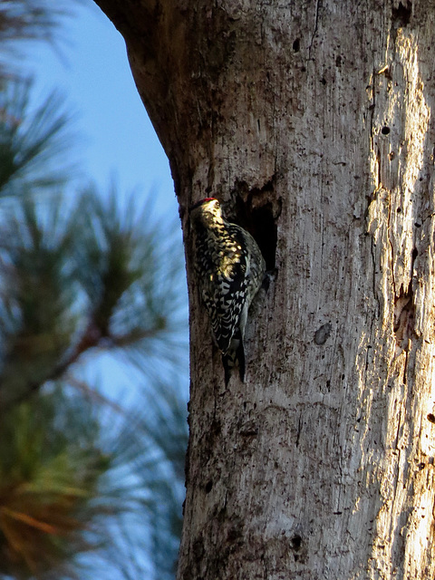 Sapsucker on dead pine tree