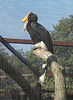 20190911 6132CPw [D~OH] Rhinozeroshornvogel (Buceros rhinoceros), Vogelpark Niendorf, Timmendorfer Strand