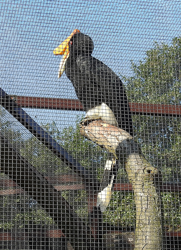 20190911 6132CPw [D~OH] Rhinozeroshornvogel (Buceros rhinoceros), Vogelpark Niendorf, Timmendorfer Strand