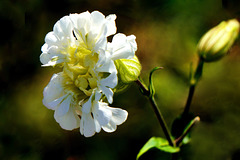 Eine unbekannte Mutation bei der Weißen Lichtnelke - An unknown mutation of the white campion - Une mutation inconnue dans le campion blanc - mit PiP