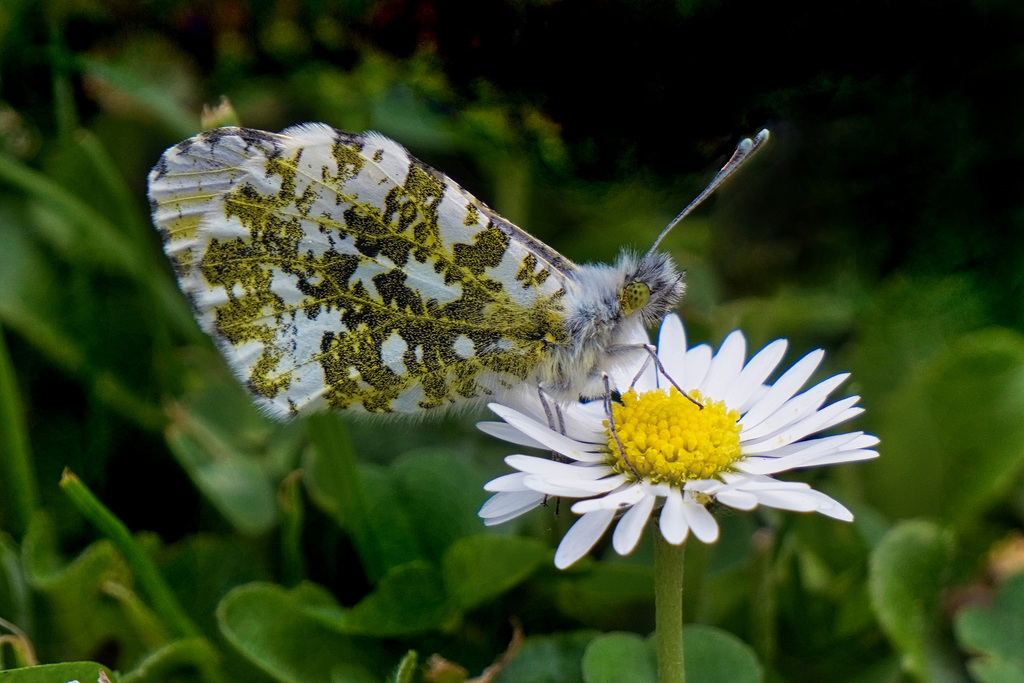 Weibchlicher Aurorafalter - Female Orange Tip - 2 PiP