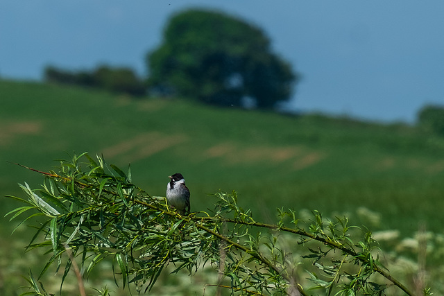 Reed Bunting