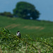 Reed Bunting