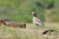 Botswana, The Bird of Cape Stone-Curlew in Chobe National Park