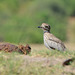 Botswana, The Bird of Cape Stone-Curlew in Chobe National Park