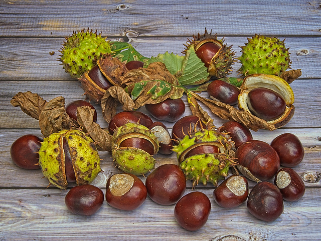 The Seeds of the Horse Chestnut Tree The Seeds of the Horse Chestnut Tree