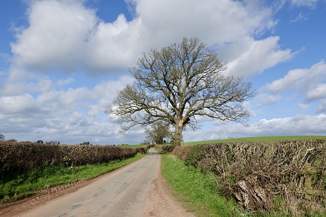 Country Lane