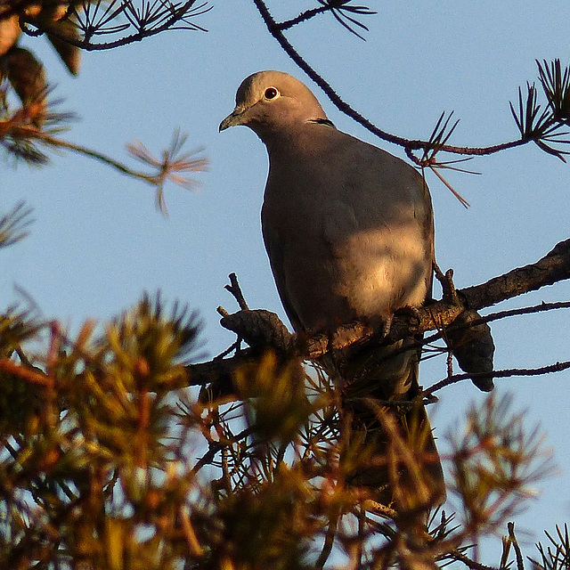 Eurasian Collared-Dove