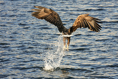 Sea eagle