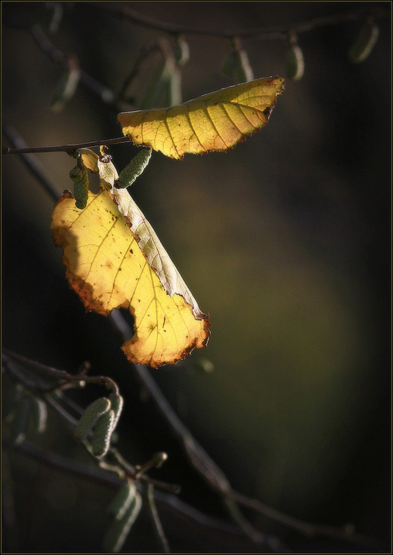 Entre automne et avenir