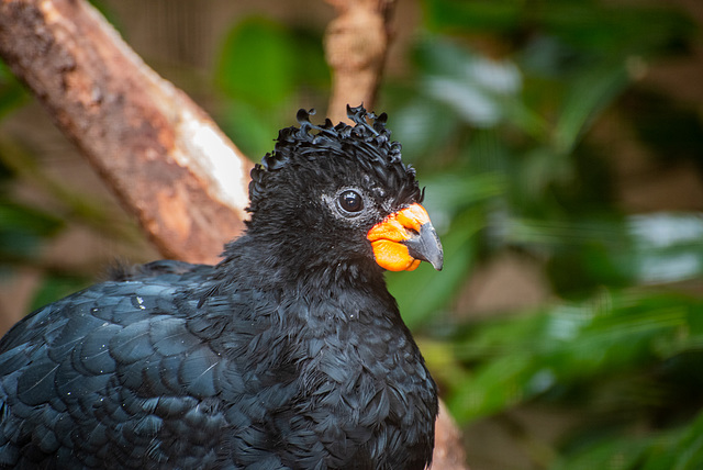 Red billed cusarrow