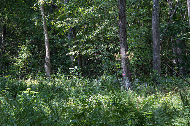 Platanthera integrilabia (White Fringeless orchid) - wooded habitat